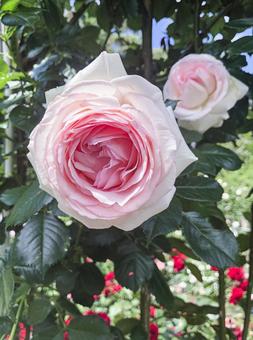 ピンクの薔薇3 ピンクの薔薇3の写真