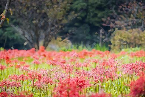 冬枯れの木と広がる赤い彼岸花の霞 冬枯れの木と広がる赤い彼岸花の霞 彼岸花,曼珠沙華,花畑の写真素材