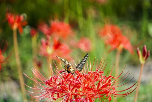 秋に誘われて 秋に誘われて 彼岸花,曼珠沙華,秋の写真素材