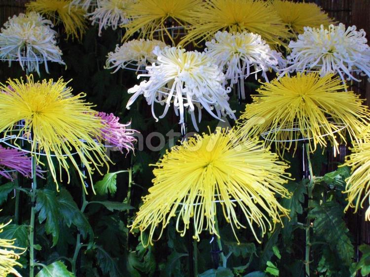 柔らかな光のもと　菊の大輪　明と暗 菊,菊の花,秋の写真素材