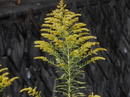 【花の写真】セイタカアワダチソウの写真