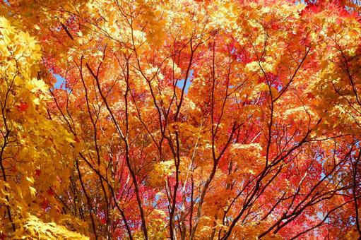 紅葉 紅葉の写真
