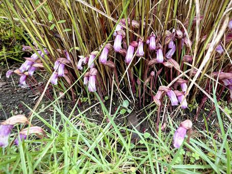 ナンバンギセル 01 ナンバンギセル 01 南蛮煙管,ナンバンギセル,野菰の写真素材