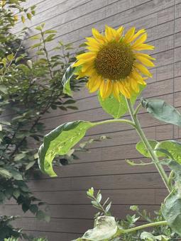 9月:ひまわりの花 縦 2025 9月:ひまわりの花 縦 2025 ひまわり,向日葵,ヒマワリの写真素材