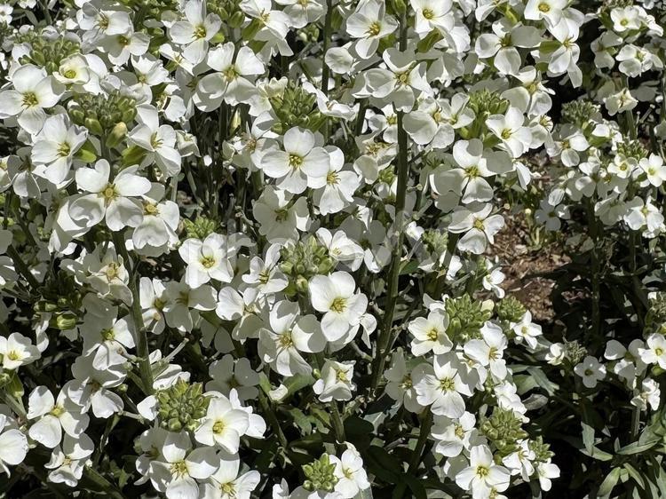 白のエリシマムの花 エリシマム,花,白の写真素材