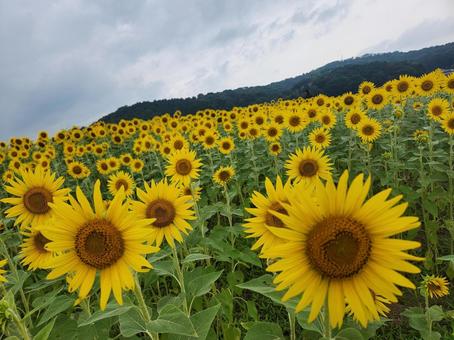 益子ひまわり畑 益子ひまわり畑 ひまわり,蜜蜂,ハチの写真素材