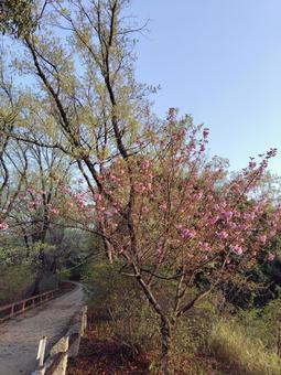 山桜 山桜の写真