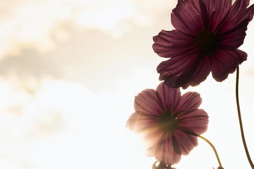 強い逆光に透けるマゼンタ色のコスモスの光 コスモス,秋桜,花の写真素材