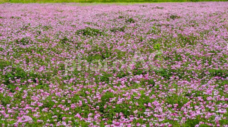 春の大多喜町・レンゲの群生（千葉県） 春,レンゲ,花の写真素材