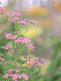 菊 菊 菊,菊の花,キクの写真素材