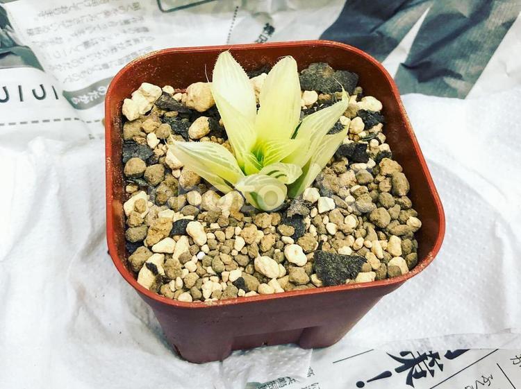 鉢植えの多肉植物（ハオルチア） 植物,ハオルチア,鉢の写真素材
