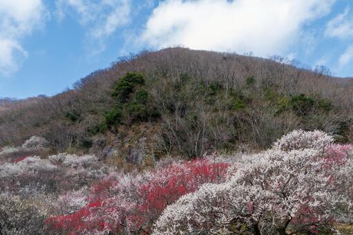青空に映える満開の紅梅と白梅 梅,迎春,梅の花の写真素材