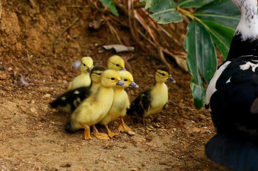 バリケン（ヒナ）の写真