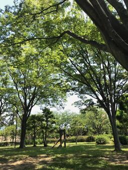 公園 木 木漏れ日 公園 木 木漏れ日の写真