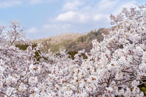満開の桜と山と青空 満開の桜と山と青空の写真