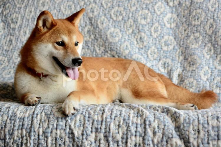 ソファに乗る柴犬 柴犬,犬,日本犬の写真素材