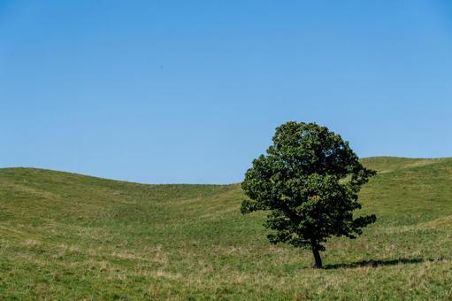 緑の丘の静かな一本木 丘,一本の木,牧場の写真素材