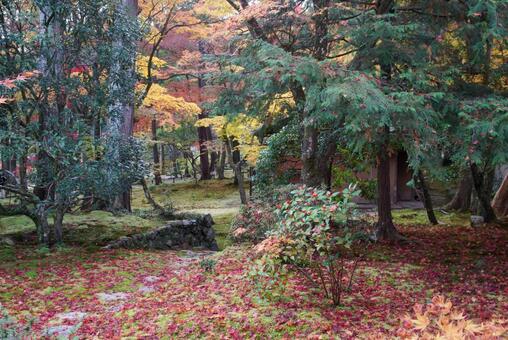 苔寺の紅葉 11月,秋,洛西の写真素材