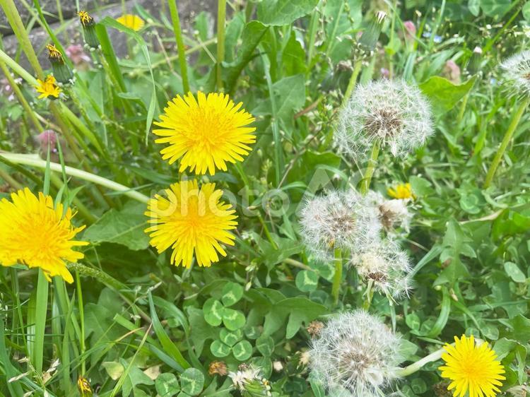 たんぽぽの花と綿毛 タンポポ,たんぽぽ,蒲公英の写真素材