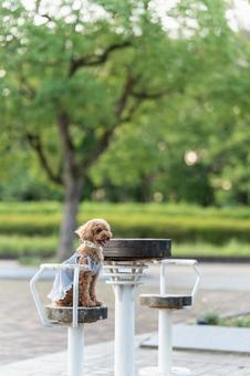 Toy poodle walking in a summer park, JPG