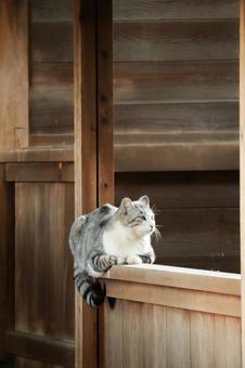 サバ白猫 猫,野良猫,サバシロの写真素材