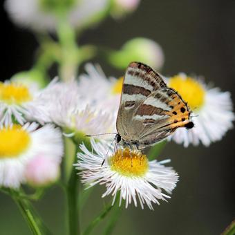 トラフシジミ トラフシジミ トラフシジミ,シジミチョウ,蝶の写真素材