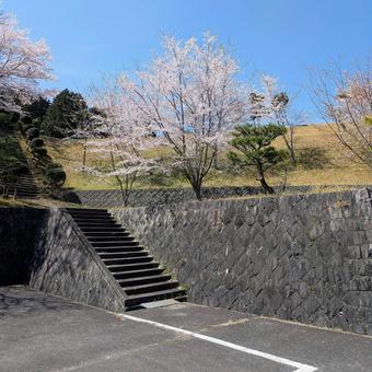 石垣の上で咲く桜 石垣の上で咲く桜の写真