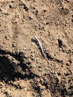 トカゲ トカゲ,爬虫類,生き物の写真素材