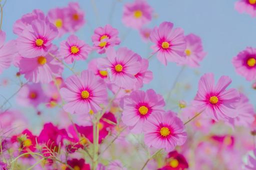 秋空に映えるピンクのコスモス畑 秋,コスモス,ピンクの花の写真素材
