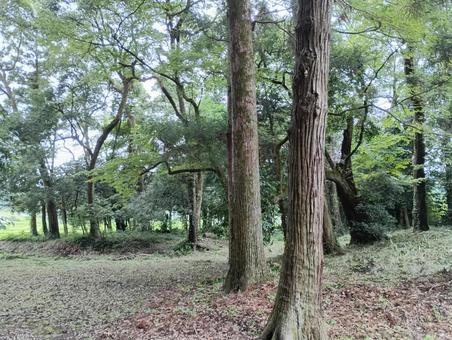 林 林の写真