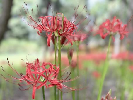 曼珠沙華 曼珠沙華の写真