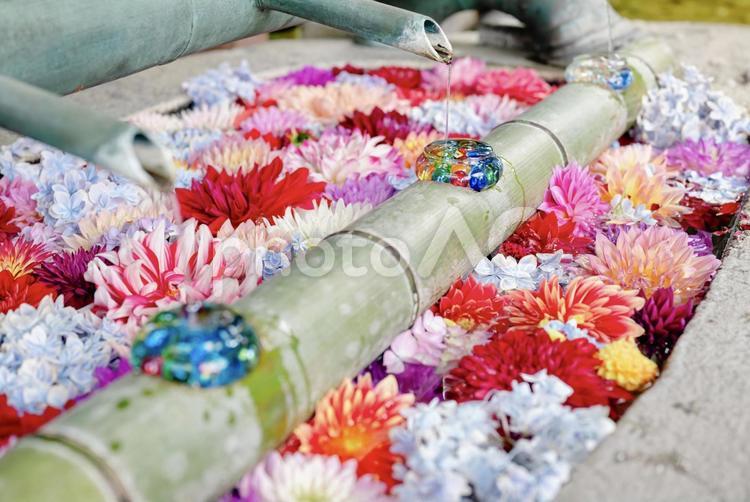 岡寺の夏の花手水 ビー玉,花手水,ダリアの写真素材