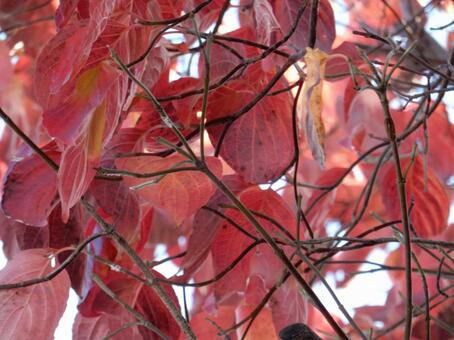 【風景写真】晩秋の風景 紅葉,葉っぱ,晩秋の写真素材