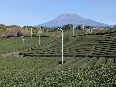 柿の実成る初冬の茶畑 富士山,茶畑,自然の写真素材