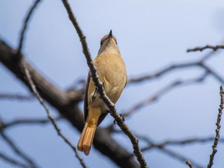 枝にとまるジョウビタキのメス ジョウビタキ,ジョビコ,ジョウビタキのメスの写真素材
