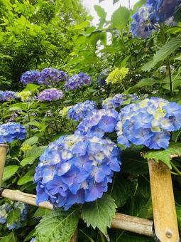 紫陽花 アジサイ,散策,自然の写真素材