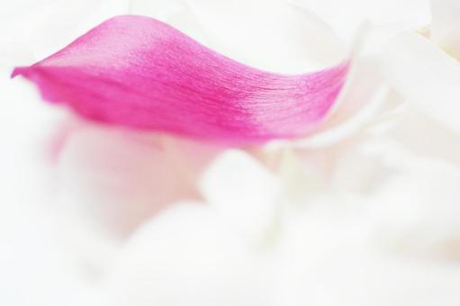 花びら 花びらの写真