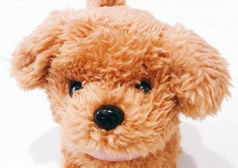 ぬいぐるみ ぬいぐるみ,トイプードル,トイプードルぬいぐるみの写真素材