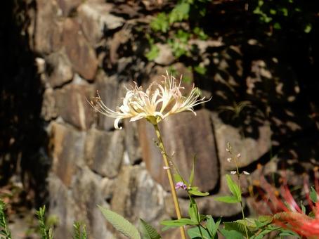 【彼岸花の写真】彼岸花が咲く風景 【彼岸花の写真】彼岸花が咲く風景 彼岸花,ヒガンバナ,自然の写真素材