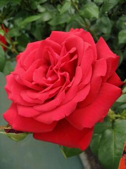 バラの花（大輪）の写真