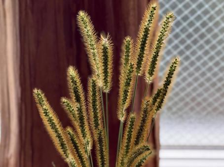 キンエノコロ金狗尾の写真