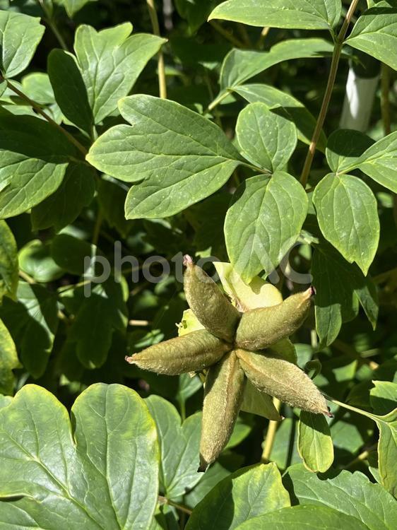牡丹の実 01 牡丹,ボタン,花神の写真素材