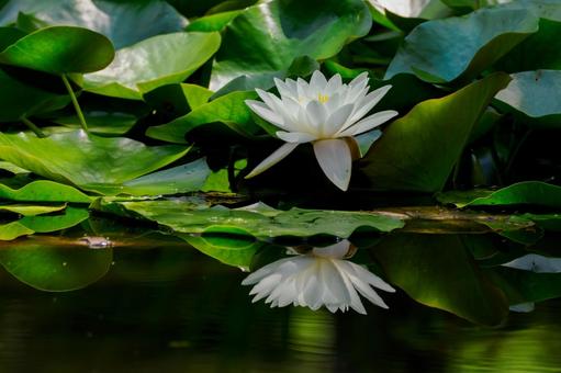 Water Lily (78), JPG