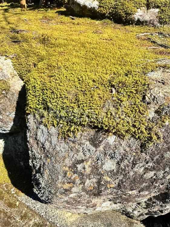 石垣　苔　冬の苔 背景,冷たい,いしつみの写真素材