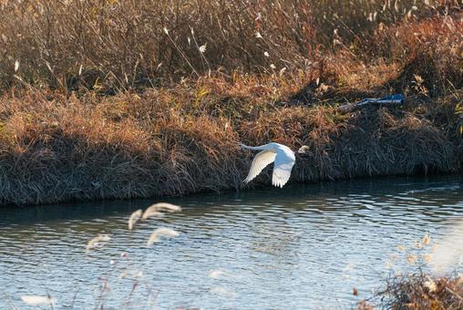 宙を優雅に舞うチュウサギ チュウサギ,シラサギ,鷺の写真素材