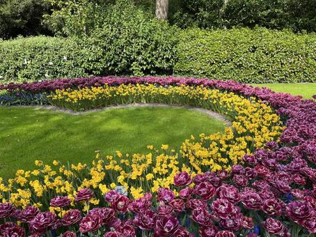 キューケンホフ公園 キューケンホフ公園 キューケンホフ,チューリップ,アムステルダムの写真素材