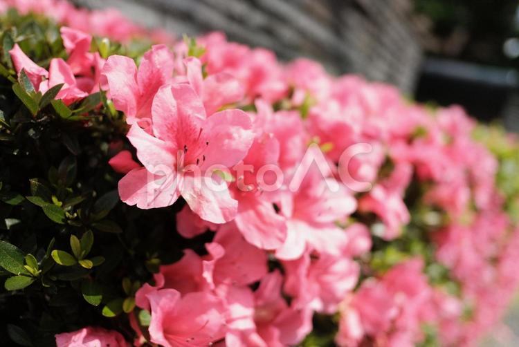 ツツジ ツツジ,花,道端の写真素材