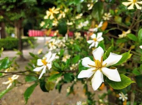 初夏の白い花 初夏の白い花の写真