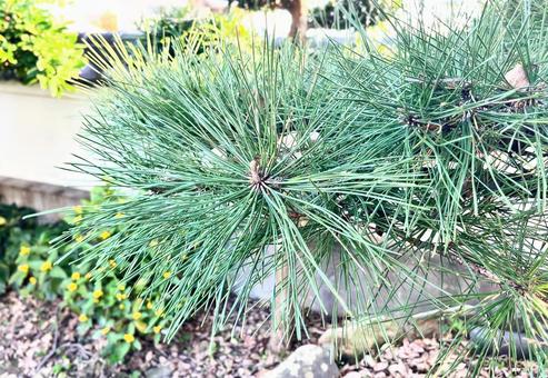 松の葉 松,松葉,クロマツの写真素材