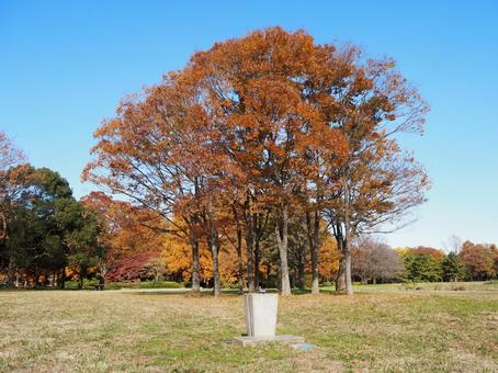 水元公園の紅葉・煉瓦色の木々（葛飾区） 秋,水元公園,紅葉の写真素材